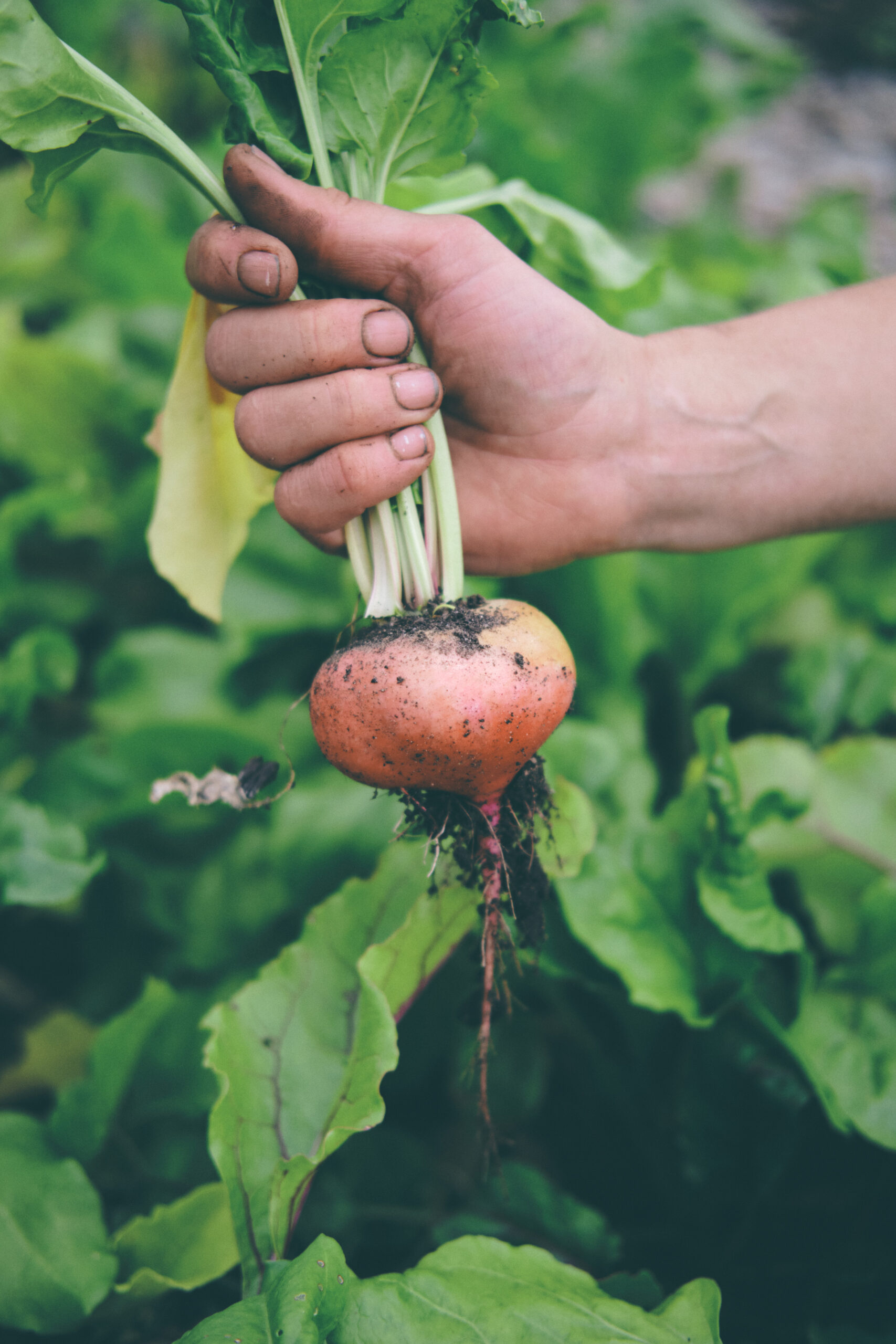 You are currently viewing Rödbeta – Beetroot