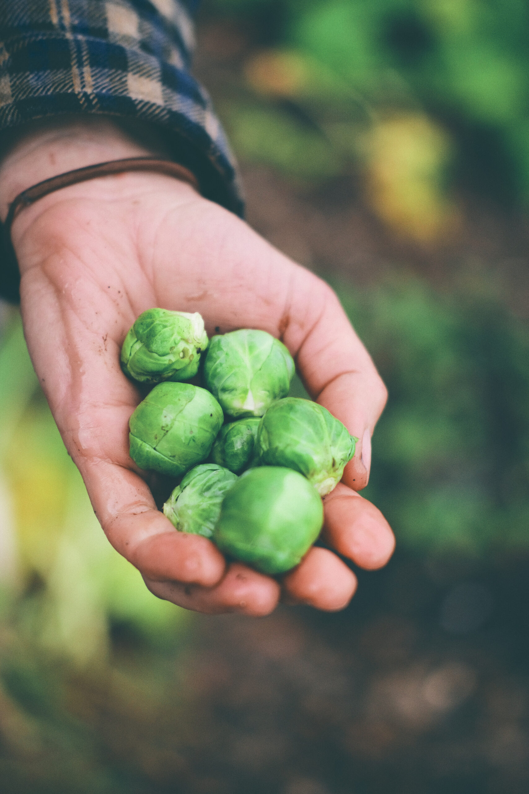 You are currently viewing Brysselkål – Brussels sprouts