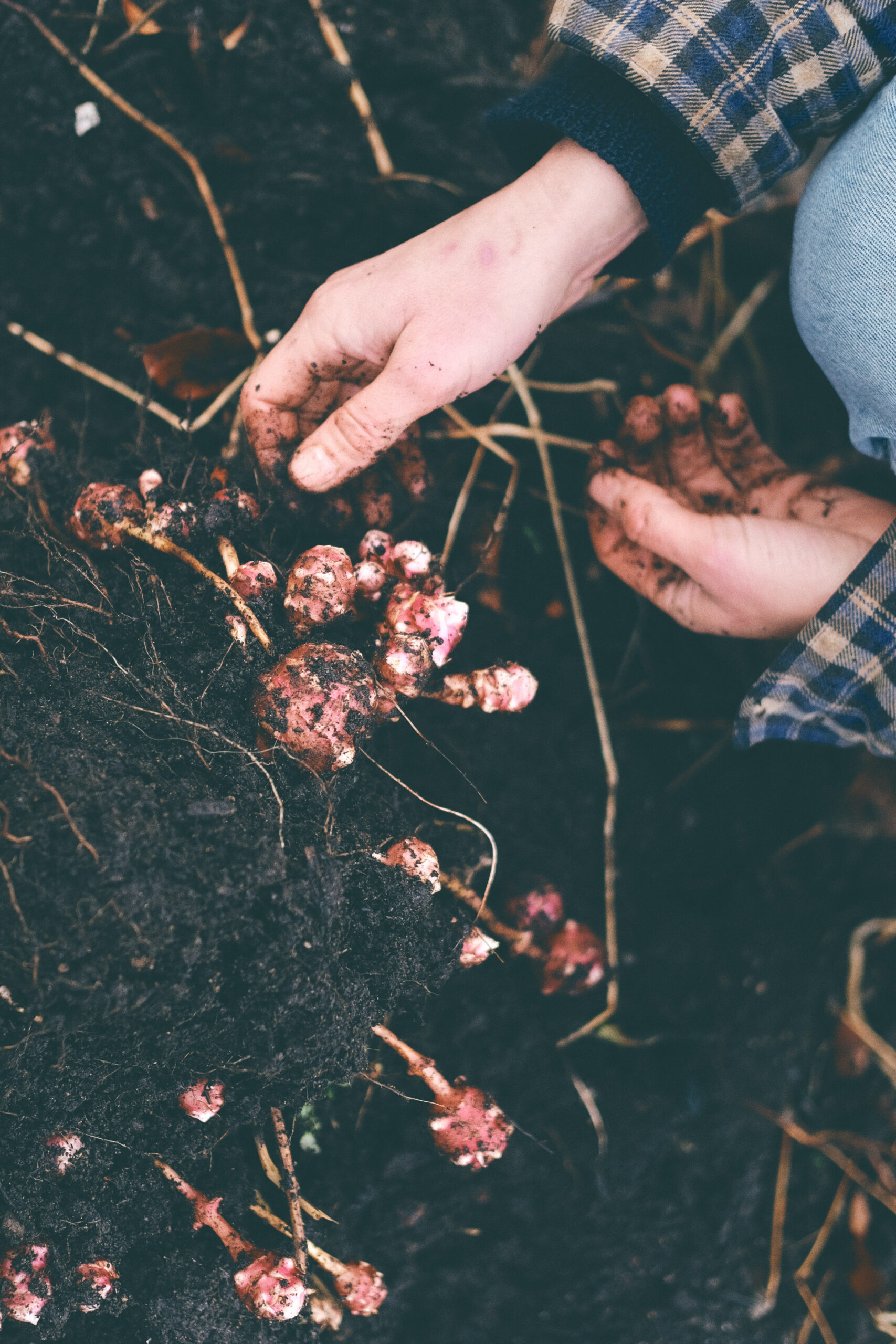 You are currently viewing Jordärtskocka – Jerusalem artichoke