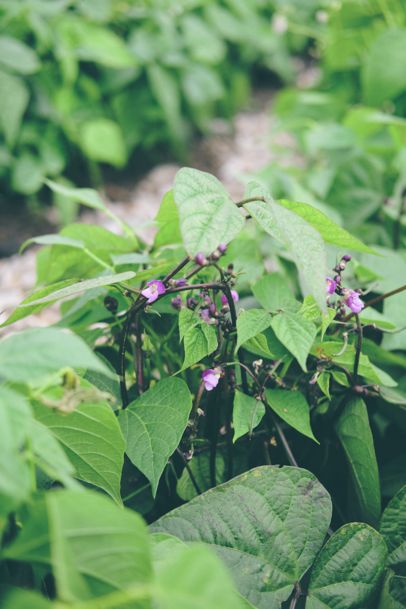 You are currently viewing Brytböna – French beans