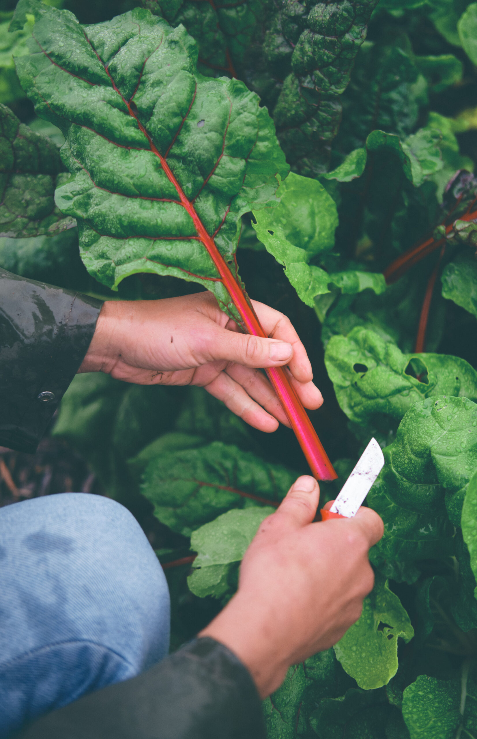 You are currently viewing Mangold – Swiss Chard