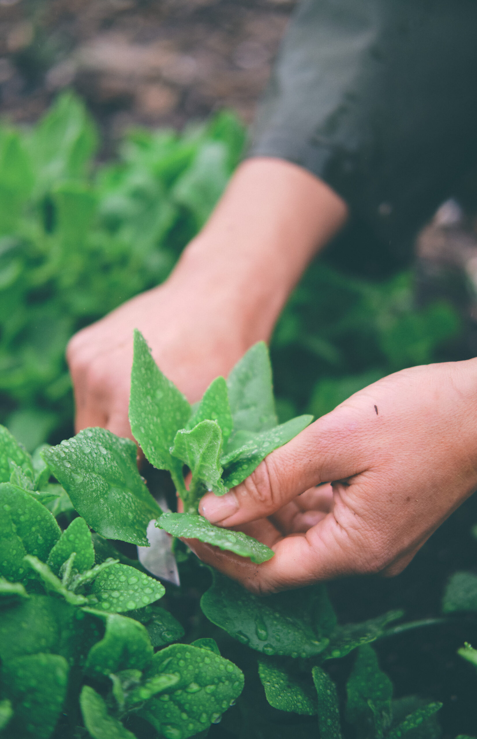 You are currently viewing Nyzeeländsk spenat – New-Zealand spinach