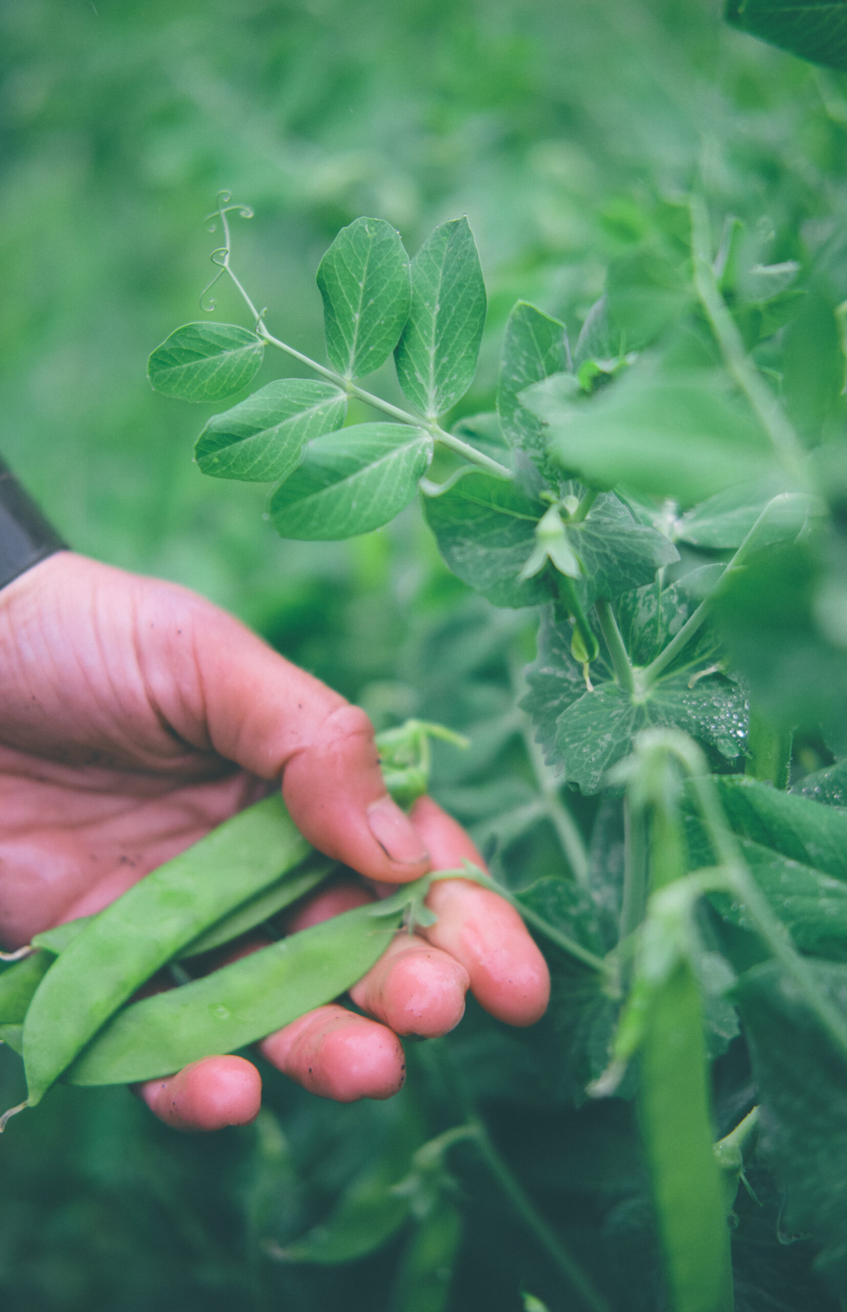 You are currently viewing Sockerärt – Sugar Snap Peas