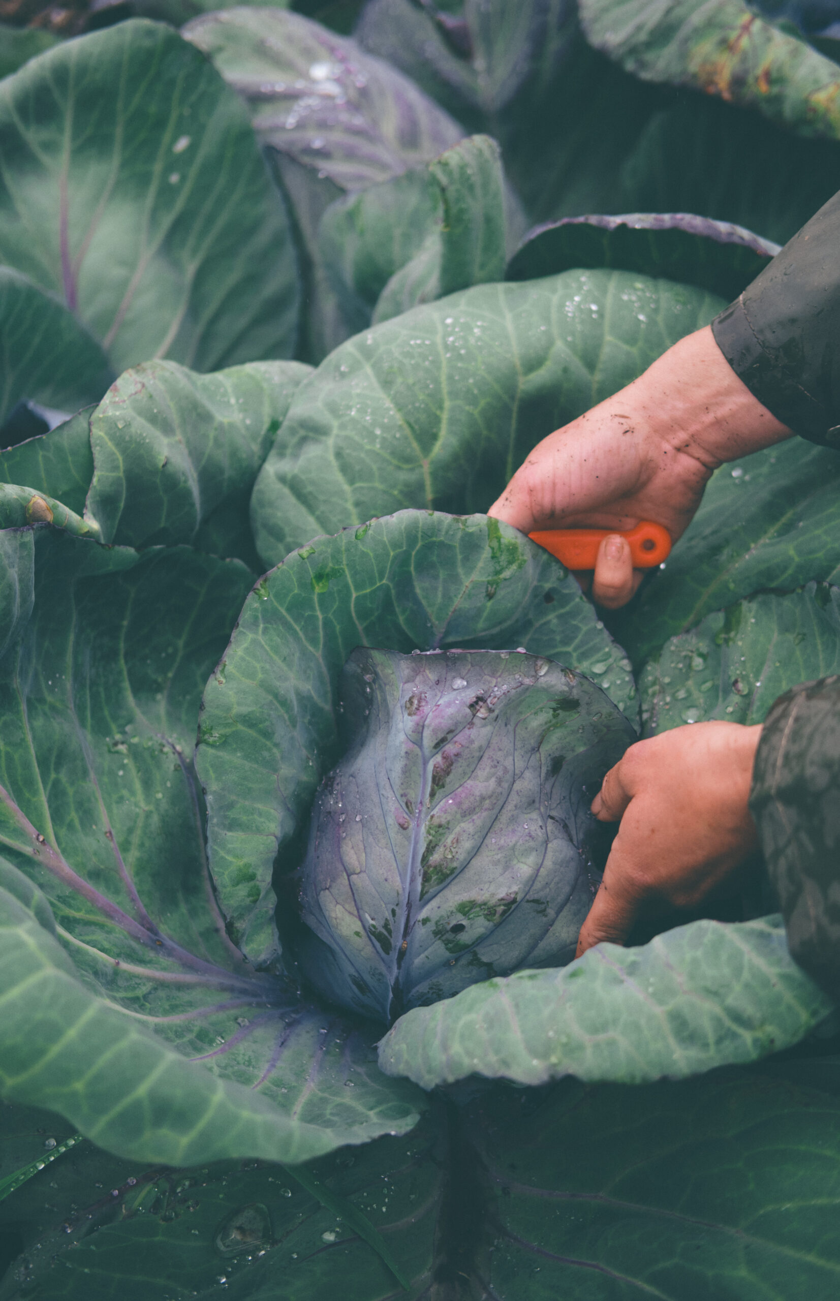 You are currently viewing Rödkål – Red Cabbage