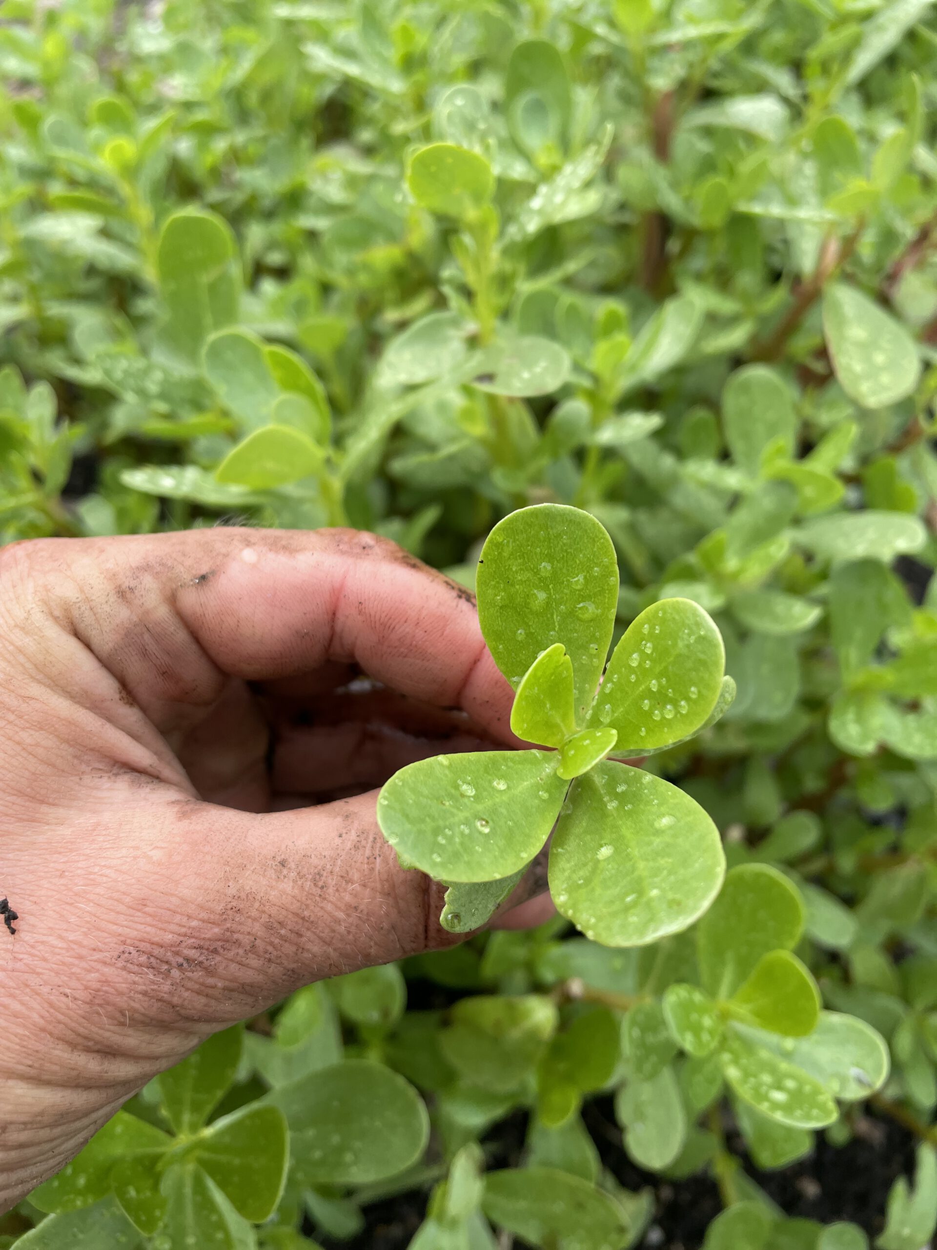 You are currently viewing Portulak – Purslane